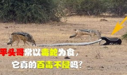 平头哥视频,视频揭秘其惊险刺激的冒险之旅