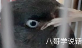 八哥说话视频,视频揭秘其妙语连珠的瞬间